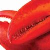 15 lb – 20 lb Live Canadian Lobster