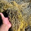 Local Maine Seaweed (Rockweed) – 1 lb